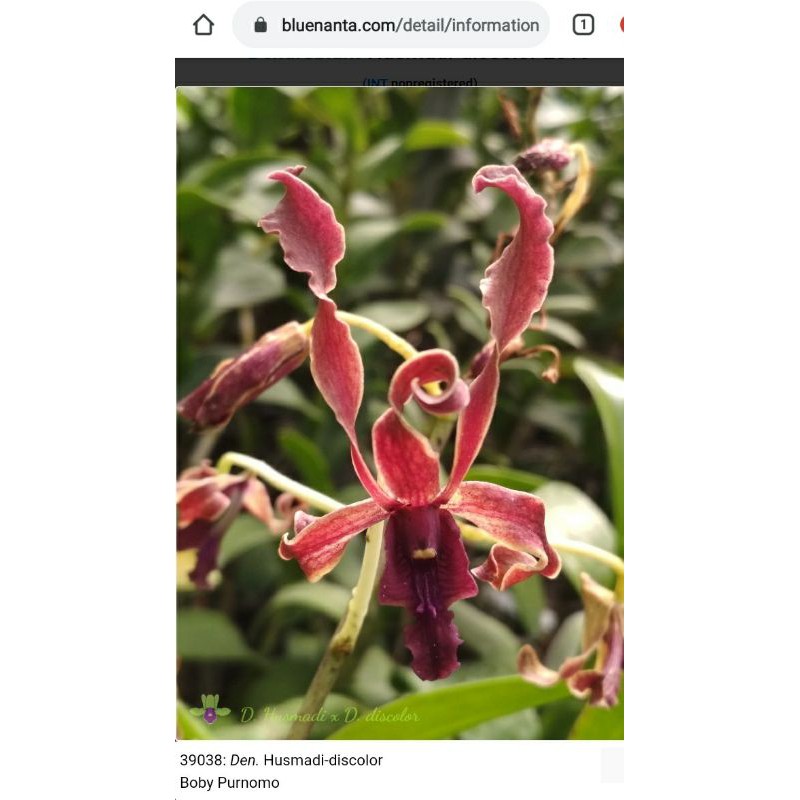 Paket Remaja Dendro Kriting Husmadi x Discolor + Bonus Pupuk