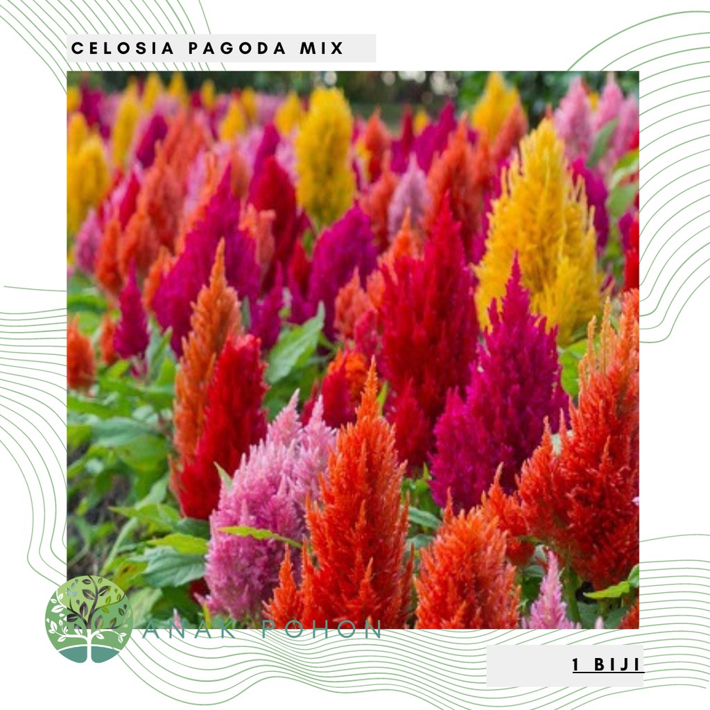 Benih Bibit Biji - Bunga Celosia Pagoda Mixed Flower Seeds