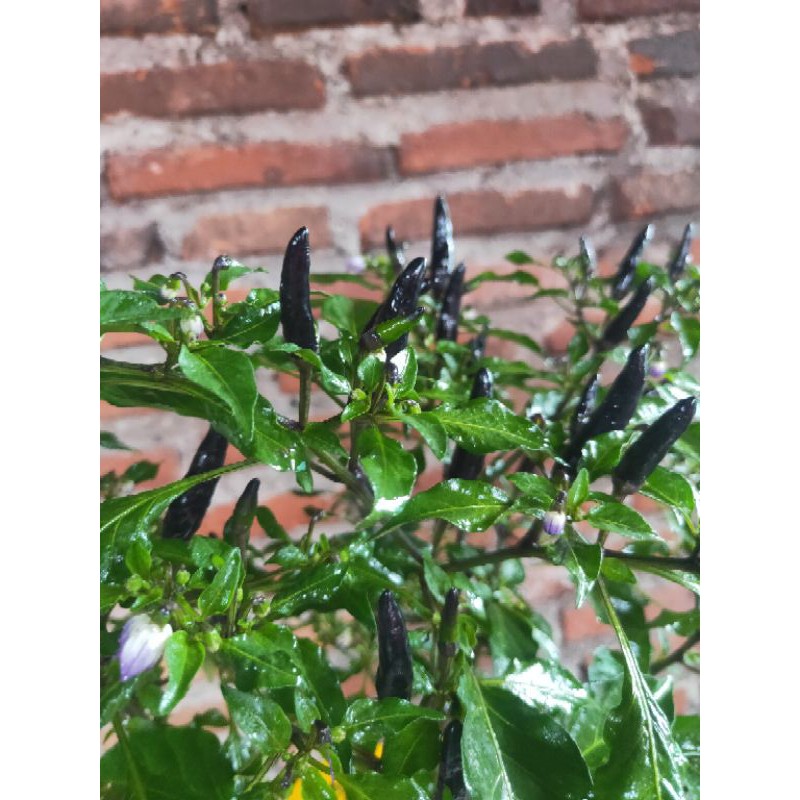 

Cabai Hitam Unik bisa dikonsumsi..