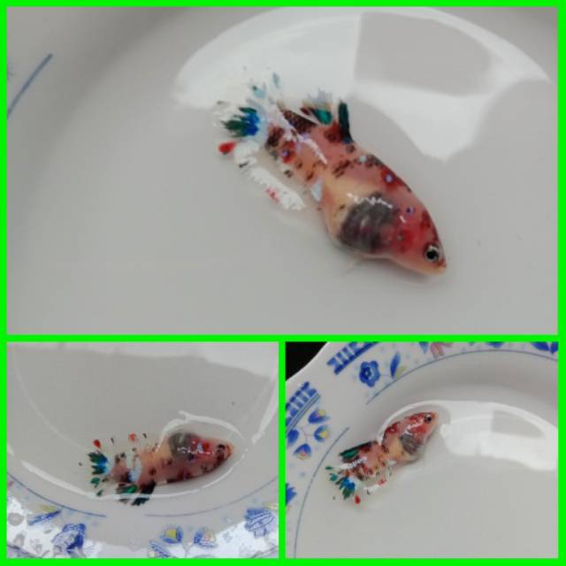 

Cupang betina koi galaxy #8