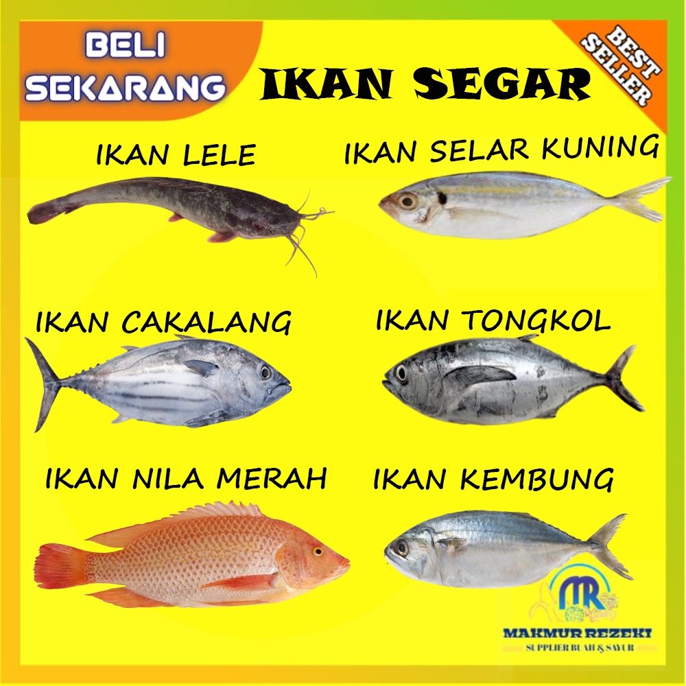 

IKAN TONGKOL / IKAN KEMBUNG / IKAN LELE / IKAN CAKALANG / IKAN SELAR / IKAN NILA