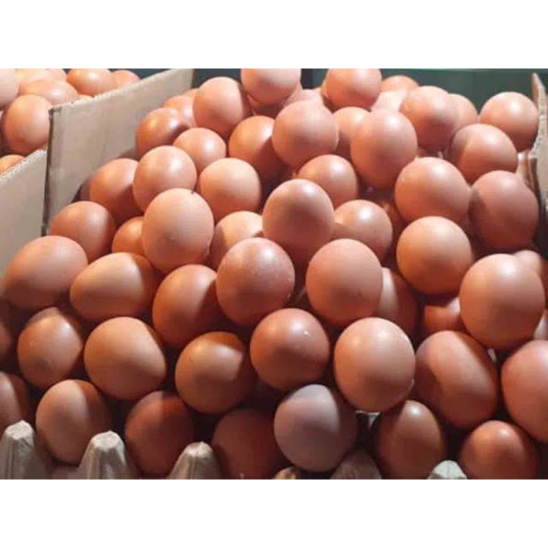 

Telur ayam boiler,Telur ayam kampung,telur puyuh dll