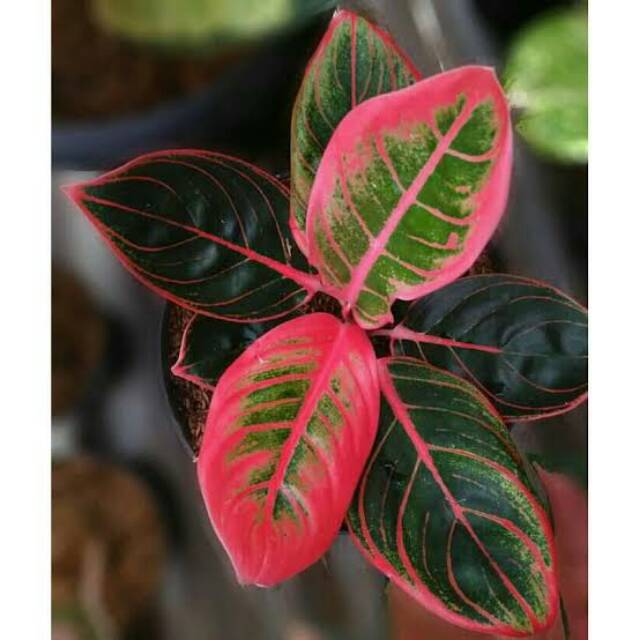 Tanaman aglo khanza/aglonema lipstik khanza 4/6daun