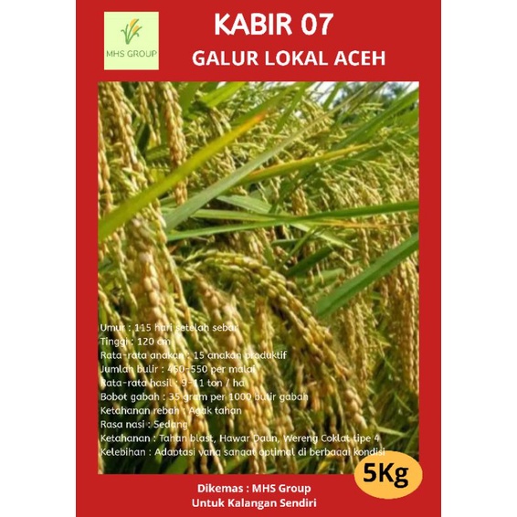 Bibit padi // biji padi // benih padi unggul kabir 07 kemasan 5kg