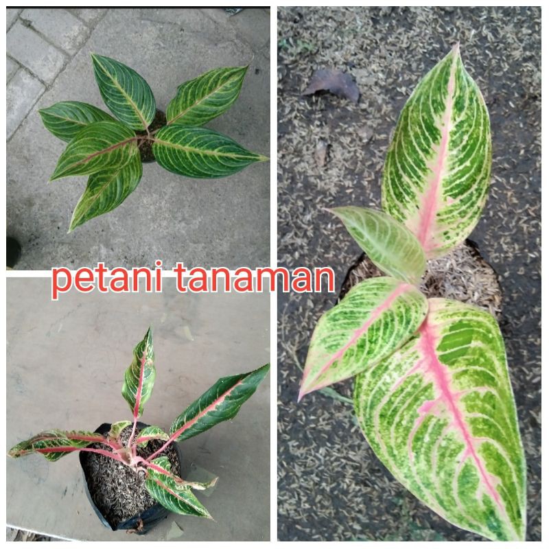 paket 3 jenis aglonema caribian,Mahardika,Lucia lucas