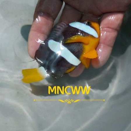 Ikan Hias Laut Giro Pasir Padang