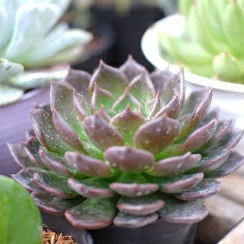 Sukulen Echeveria Blackprince