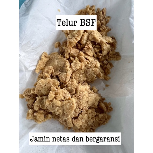 Telur Maggot BSF Berkualitas, Termurah, Menggunakan pakan buah-buahan