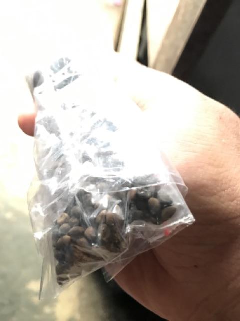 Benih Bibit Kangkung Super Kemasan Ecer