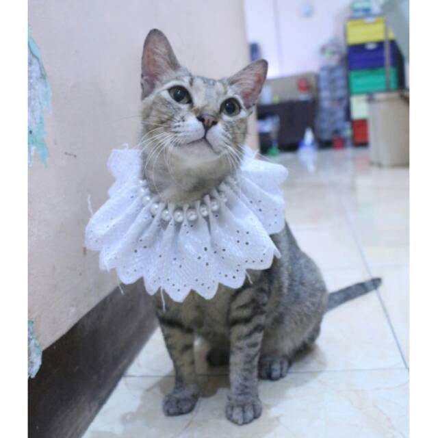 Kalung renda mutiara putih untuk kucing dan anjing / aksesoris hewan murah size adult kitten