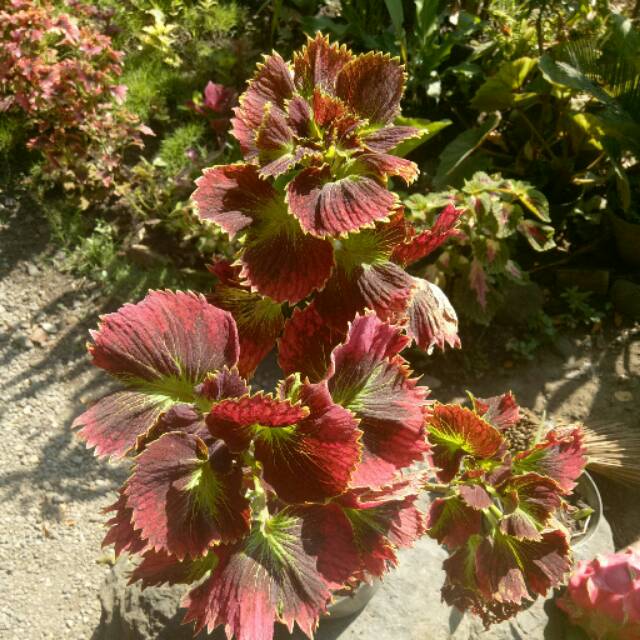 Coleus