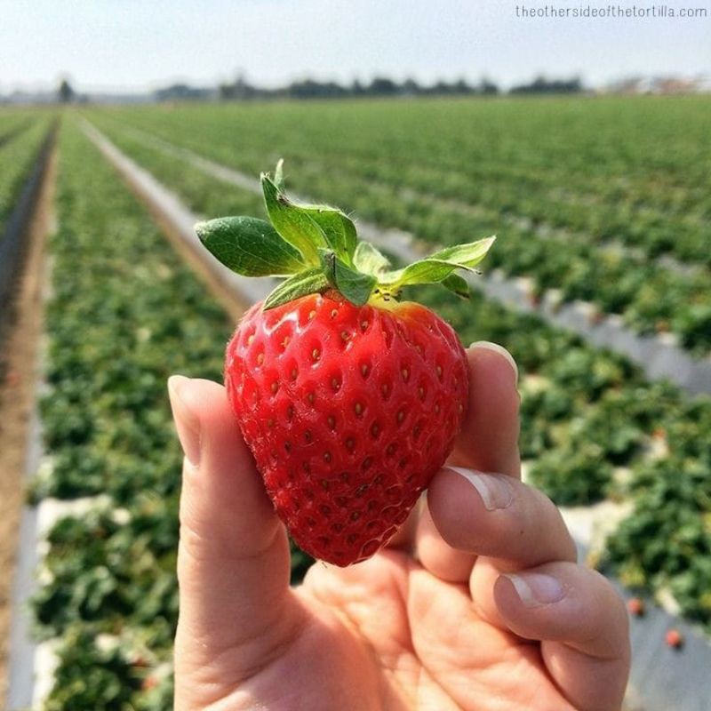 

Strawberry / Stroberi Premium