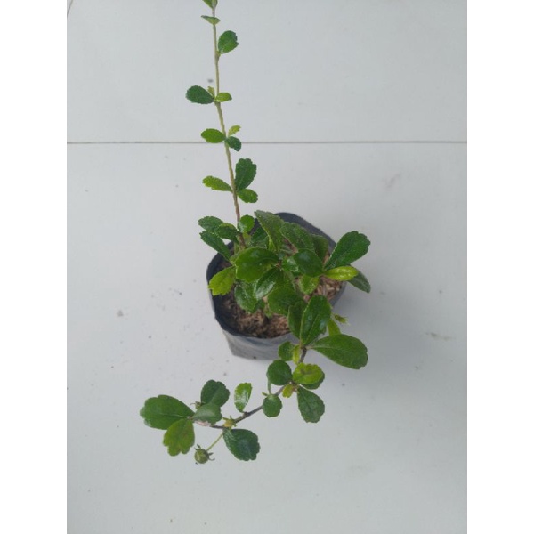 Bahan Bonsai Hokianti