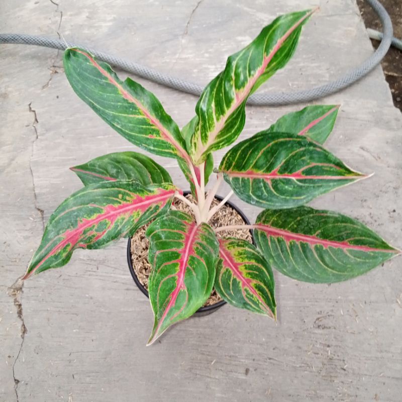 Aglaonema Red Sunset | Jumbo