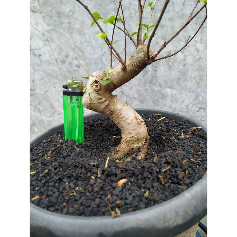 Bonsai Anting Putri Small