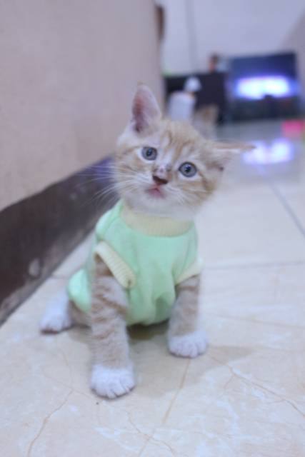 Kaos hijau polos simple untuk kucing dan anjing / baju kucing kaos size S M L XL