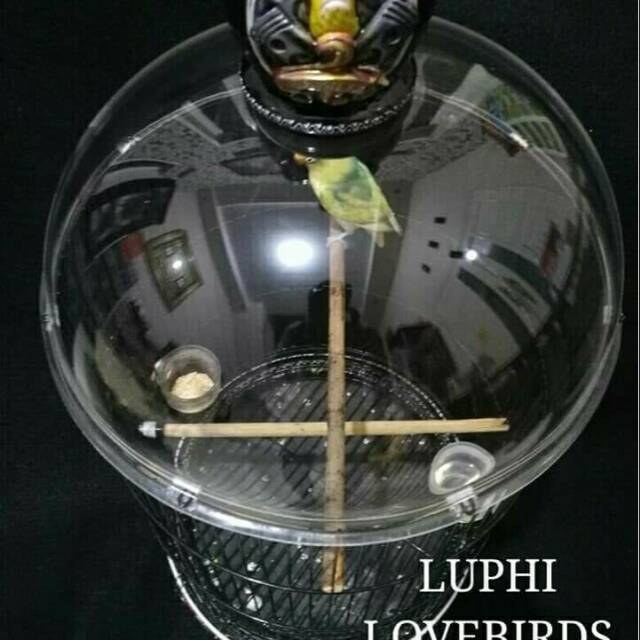 Kubah sangkar lovebird