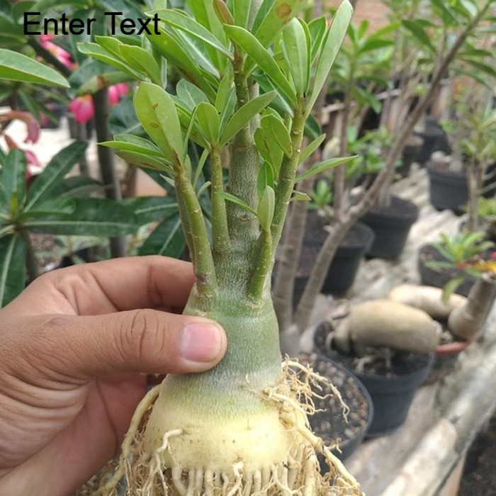 (COD) PROMO bibit bahan bonsai adenium bonggol besar kamboja jepang