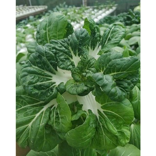 Jual Benih Pakcoy Mini Hibrida Popeye Dakota F1 New Day Seed ...