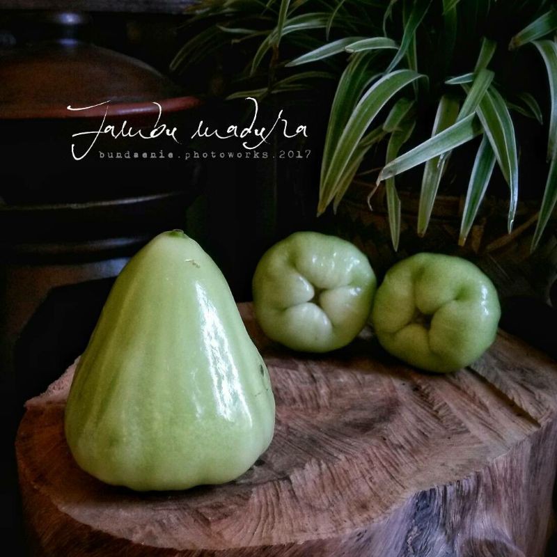 

jambu madura super manis