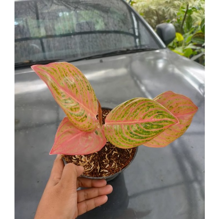 aglonema anakan maeswara spesial