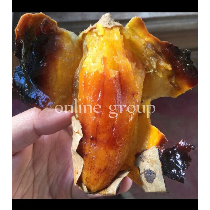 

UBI CILEMBU OVEN 1 KG