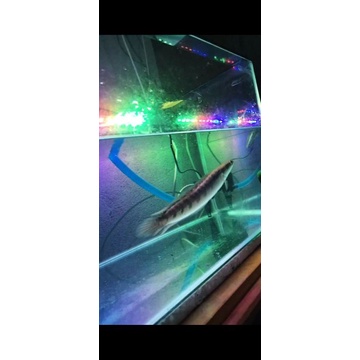 Chana BIG  Maru Yellow Sentarum_±_30_cm