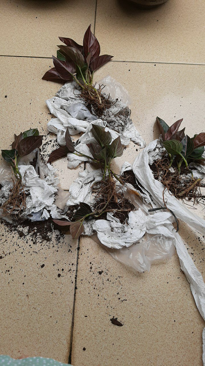 Aglonema Rotundum Aceh