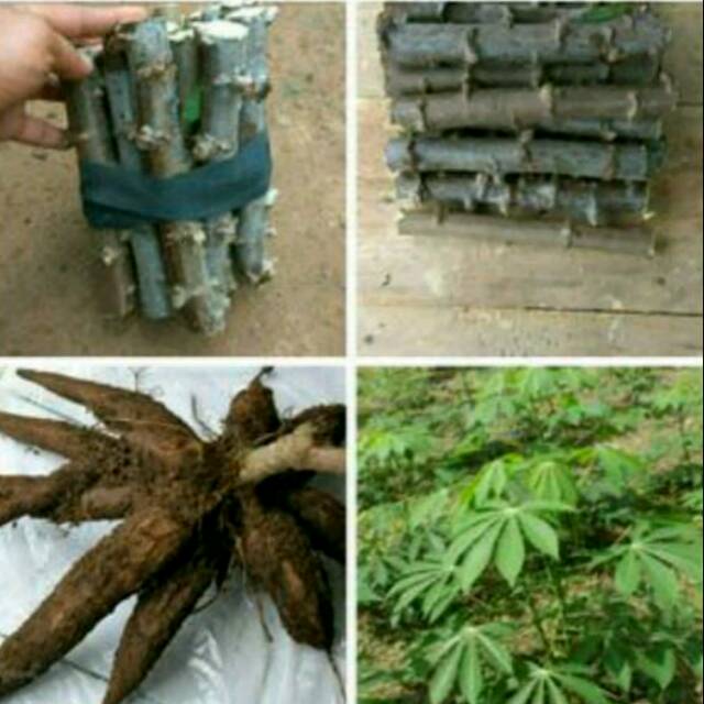 BIBIT SINGKONG MANGGU