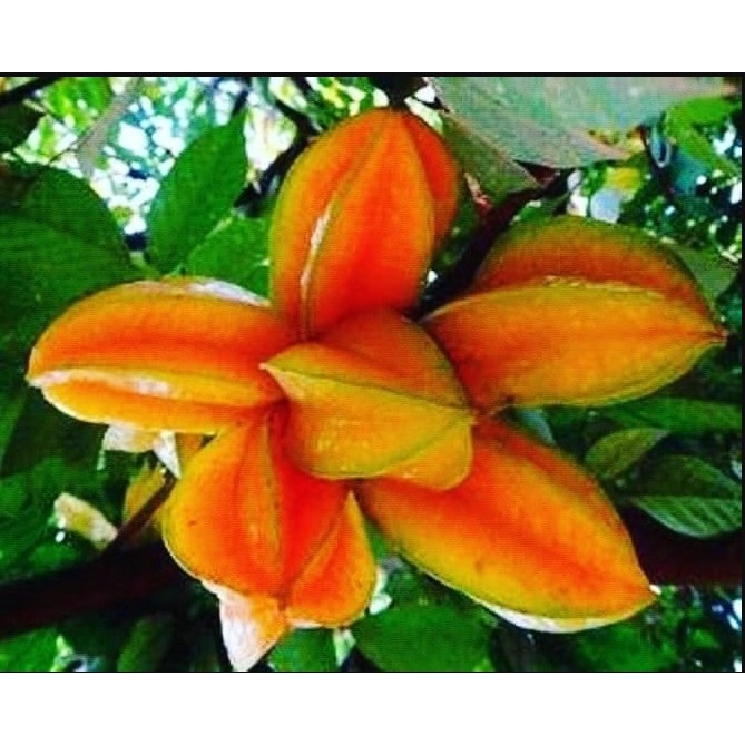 Bibit Belimbing Bangkok Merah