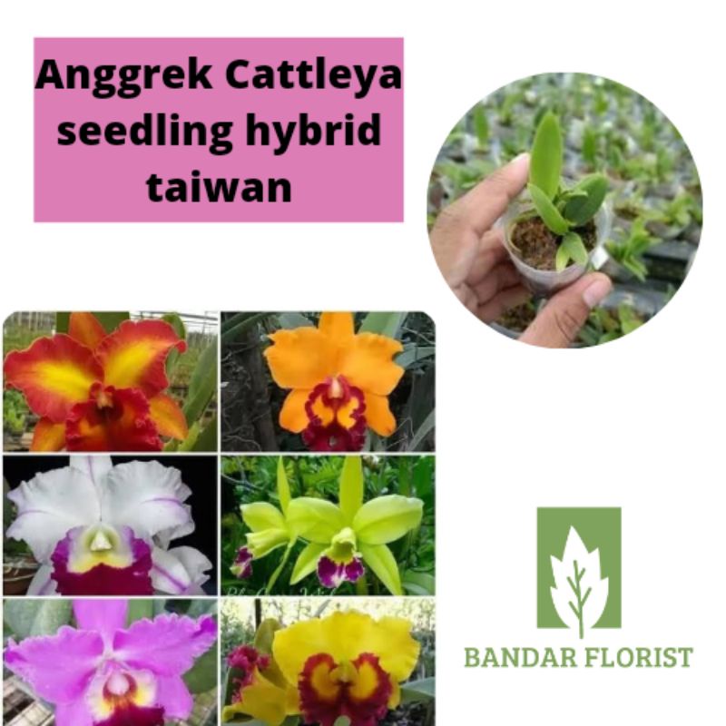 Anggrek Cattleya seedling hybrid taiwan - tanaman hias bunga anggrek cattleya
