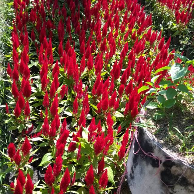 tanaman celosia