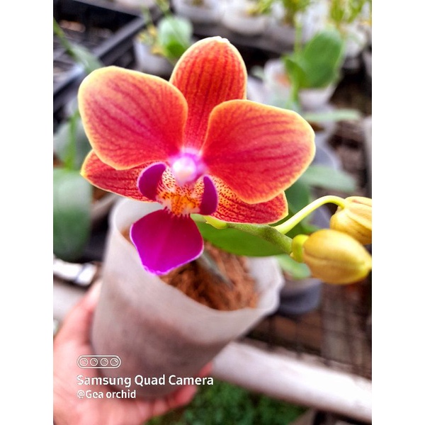 Anggrek Bulan Mini Orange spike dewasa