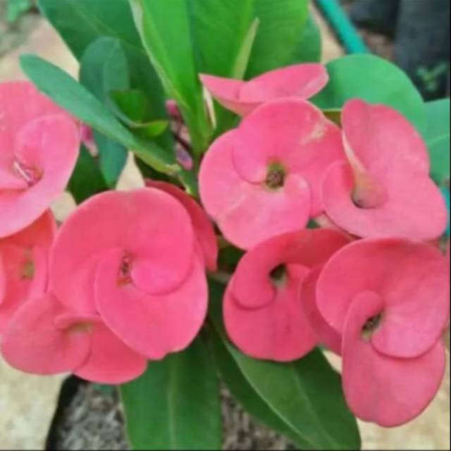 

Bibit bunga euphorbia polibag