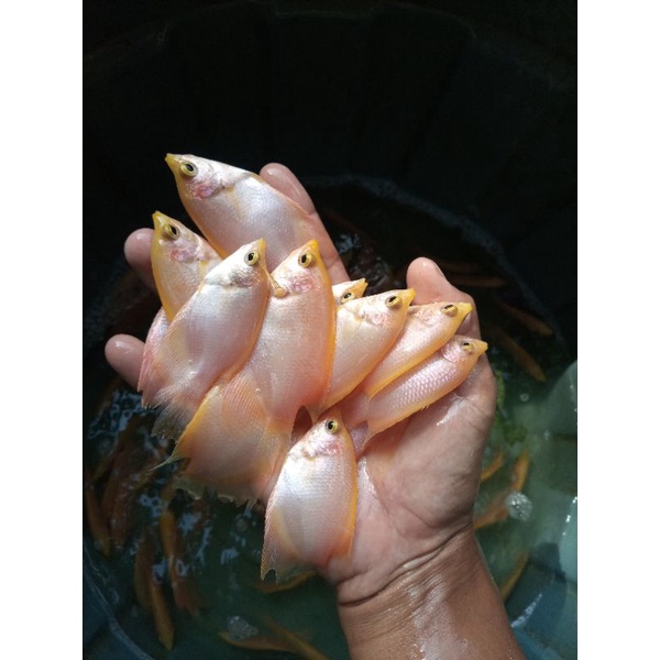 gurame Padang uk Jinggo/bungkus rokok