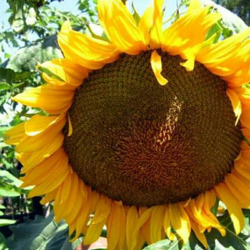 10++ Biji bibit benih bunga matahari f1 jumbo / Sun Big Flower F1 Super