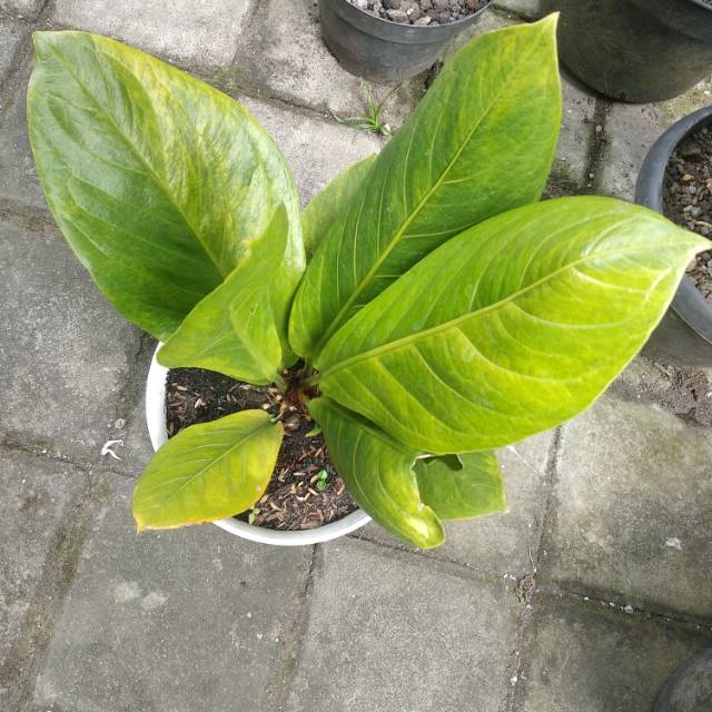 Anthurium jemani variegata dewasa