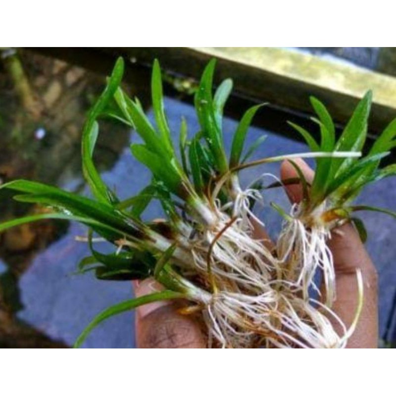 

sagitaria sabulata