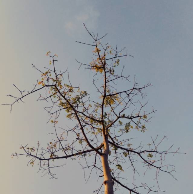 khotimhy19