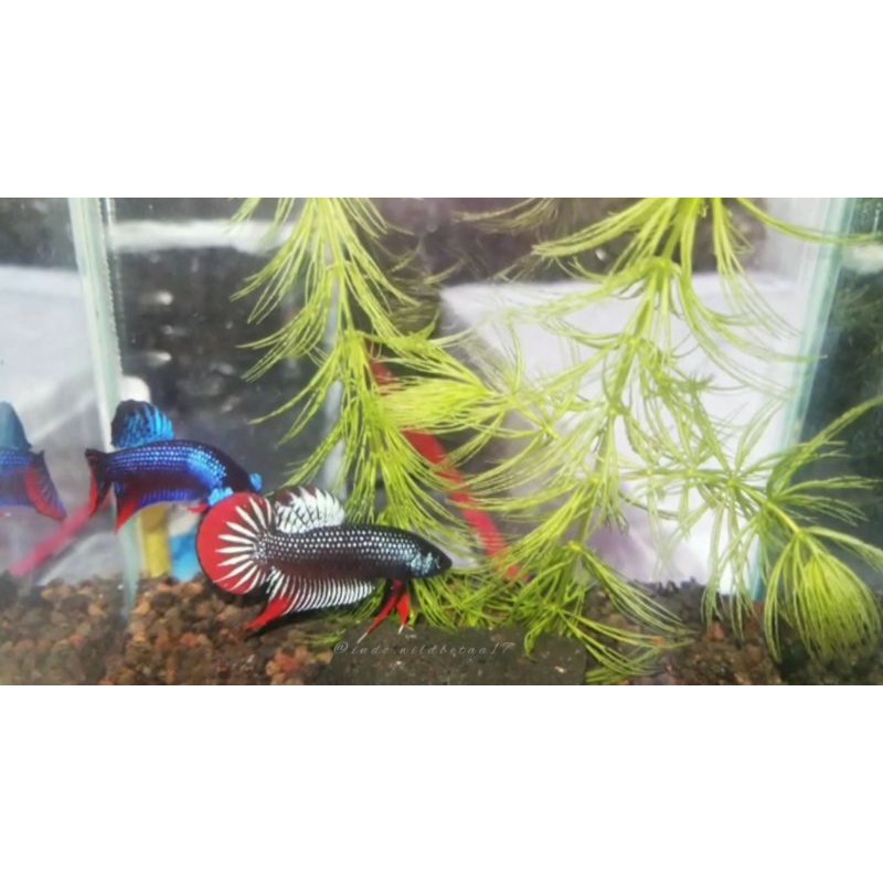 Wild Betta imbellis hybrid grey