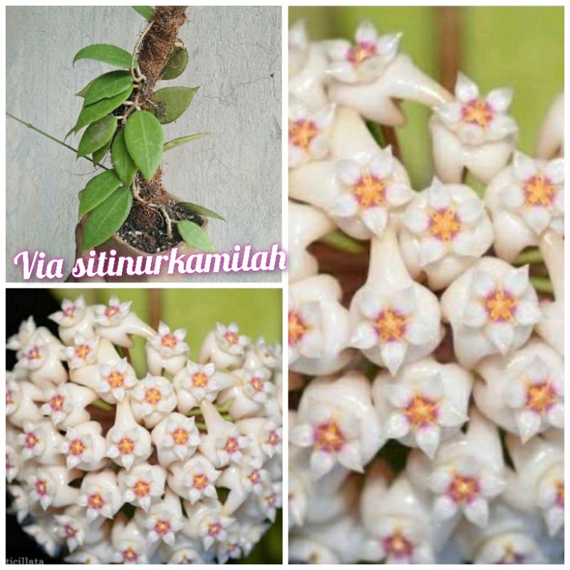 hoya verticillata rimbun