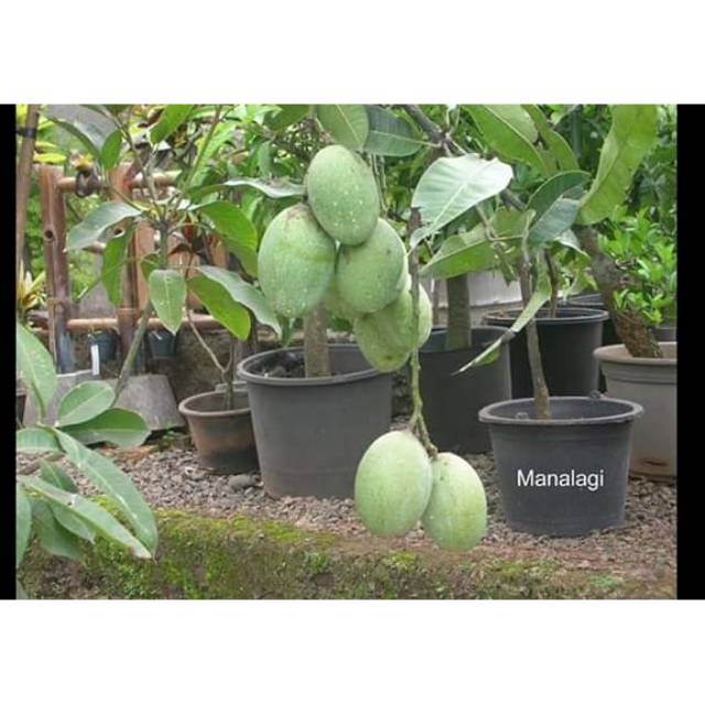 Bibit mangga Manalagi