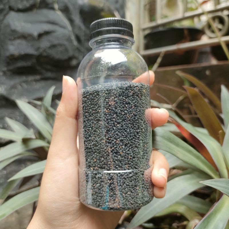 JINTEN HITAM HABATUSAUDA 100gr