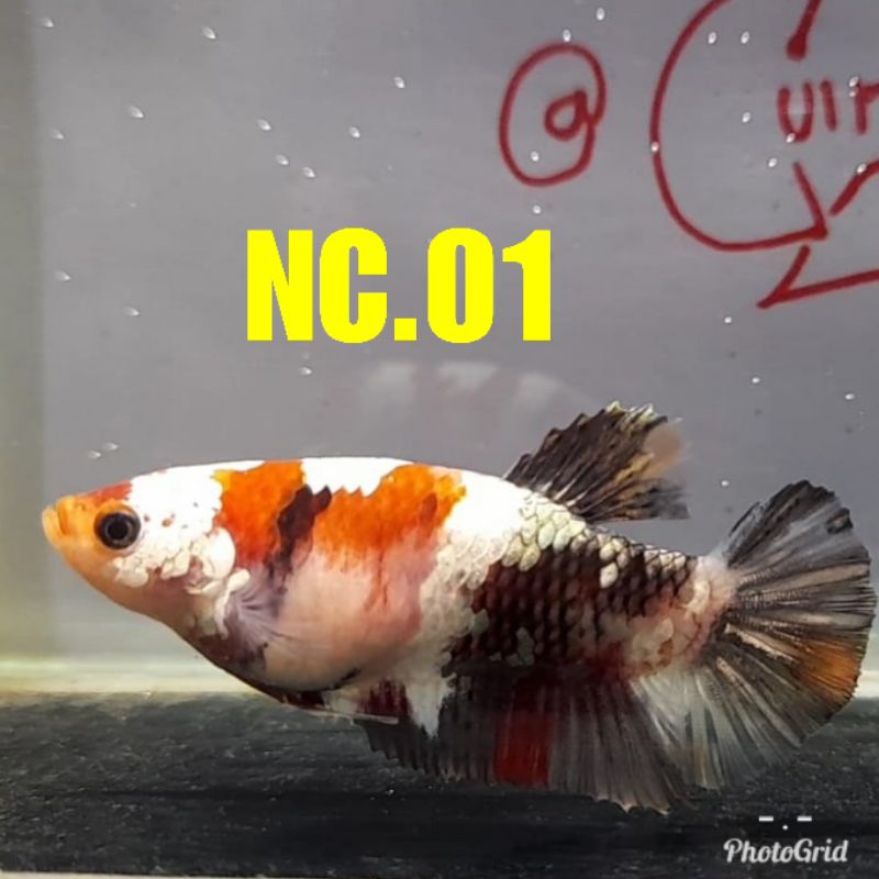 CUPANG NEMO COOPER FEMALE (5bln) REAL PICTURE sesuai kode