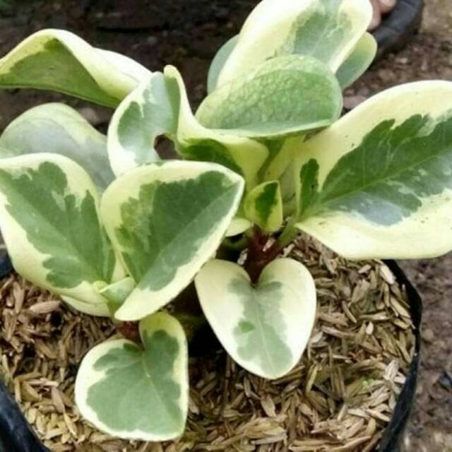 peperomia Obtusifolia variegata peperomia varigata