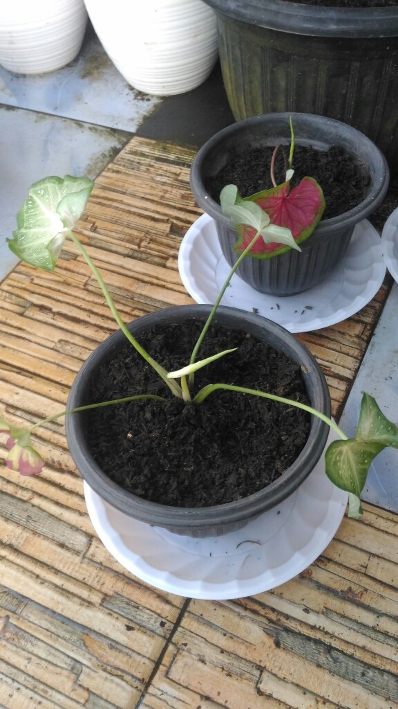 Caladium Shycool/ Dikirim Size Anakan-remaja Cat Tumpah