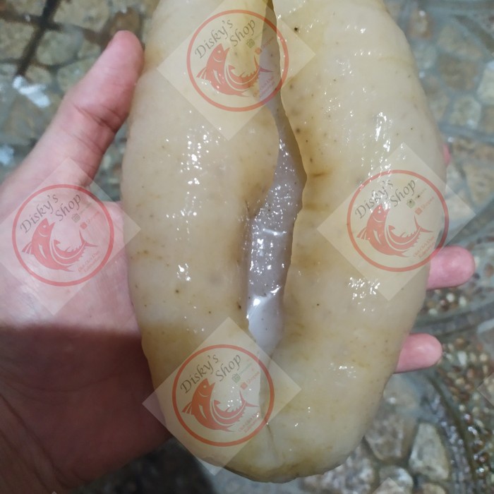 

Haisim / hoisom / Teripang Susu Basah Asli Pontianak Grade A 1 Kg +-2