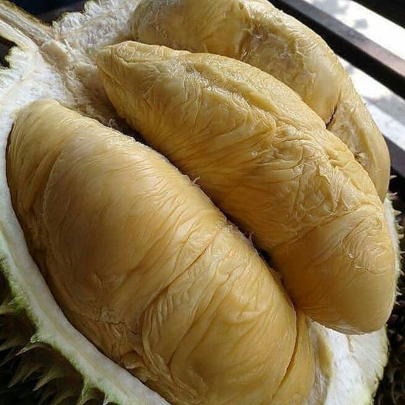 BIBIT DURIAN MONTONG//siap berbuah (bisa tabulampot)