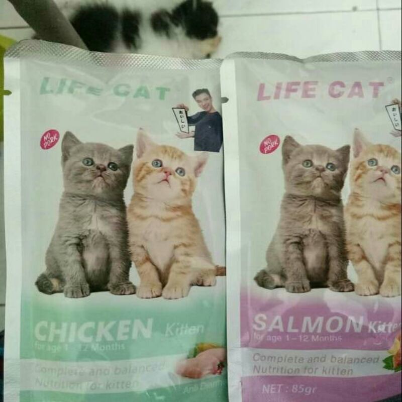 life cat kitten