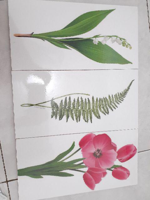 Fasahaya Hiasan Dinding Poster Kayu Leaf Dekorasi Rumah 15x30 Lf 28